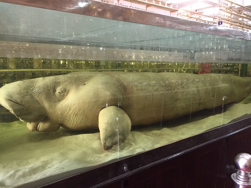 Khách Sạn White Sand Cam Ranh - Bảo tàng hải dương học