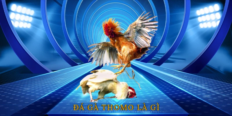 Đá Gà Thomo – Kênh Cá Cược &#038; Giải Trí Hấp Dẫn Từ Trường Gà Campuchia