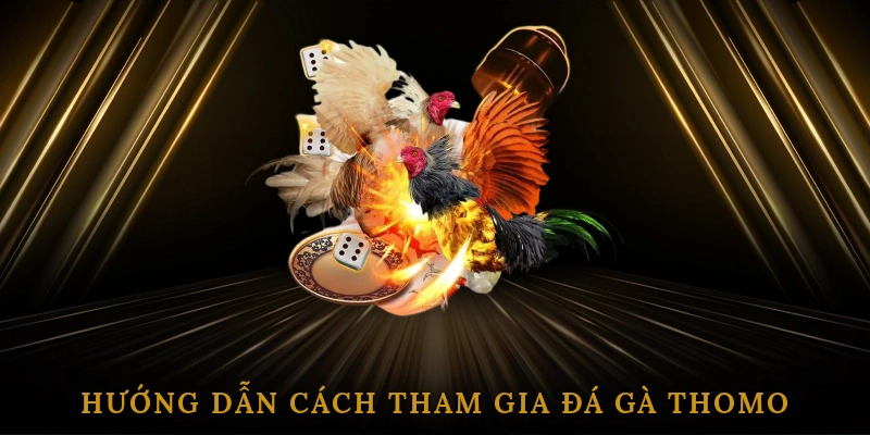 Đá Gà Thomo – Kênh Cá Cược &#038; Giải Trí Hấp Dẫn Từ Trường Gà Campuchia