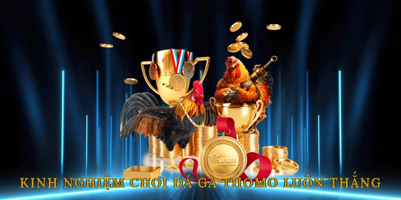 Đá Gà Thomo – Kênh Cá Cược &#038; Giải Trí Hấp Dẫn Từ Trường Gà Campuchia